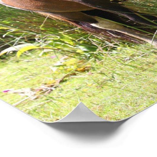 Bob Langrish | Shetland Pony met bloemen Poster (Hoek)