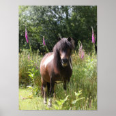 Bob Langrish | Shetland Pony met bloemen Poster (Voorkant)