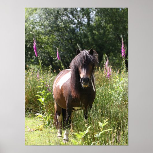 Bob Langrish | Shetland Pony met bloemen Poster (Voorkant)