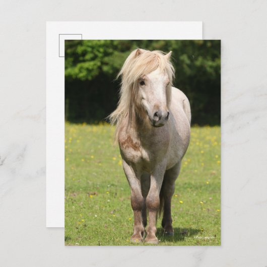 Bob Langrish | Shetland Pony Permanent Briefkaart (Voorkant / Achterkant)