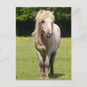 Bob Langrish | Shetland Pony Permanent Briefkaart (Voorkant)