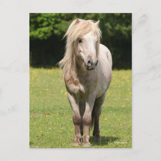 Bob Langrish | Shetland Pony Permanent Briefkaart (Voorkant)