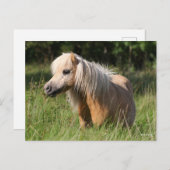 Bob Langrish Shetland Pony Permanent in Long Grass Briefkaart (Voorkant / Achterkant)