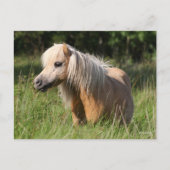 Bob Langrish Shetland Pony Permanent in Long Grass Briefkaart (Voorkant)
