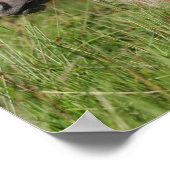 Bob Langrish Shetland Pony Permanent in Long Grass Poster (Hoek)