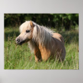 Bob Langrish Shetland Pony Permanent in Long Grass Poster (Voorkant)