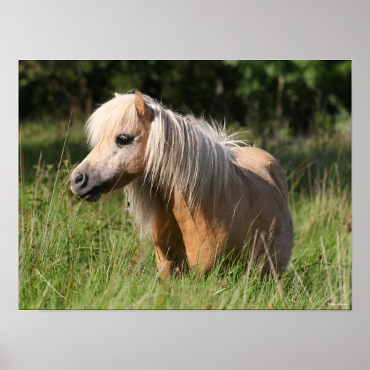 Bob Langrish Shetland Pony Permanent in Long Grass Poster (Voorkant)
