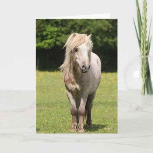 Bob Langrish | Shetland Pony Permanent Kaart (Voorkant)