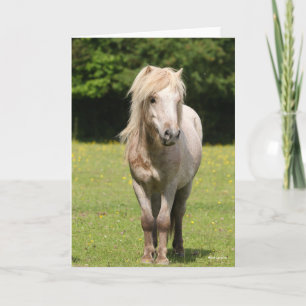 Bob Langrish   Shetland Pony Permanent Kaart