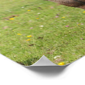 Bob Langrish | Shetland Pony Permanent Poster (Hoek)