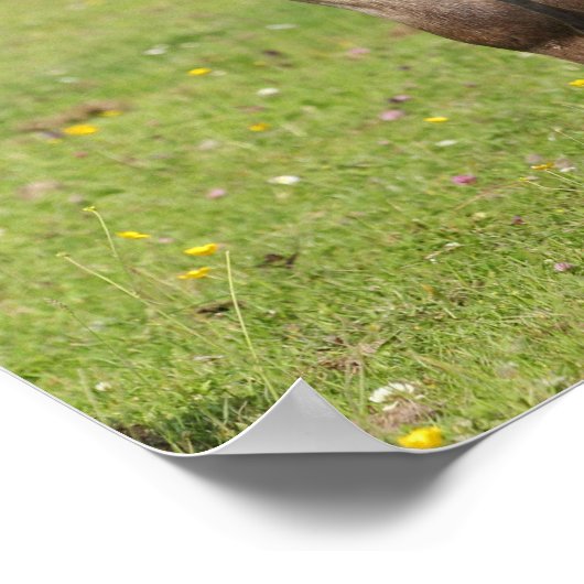 Bob Langrish | Shetland Pony Permanent Poster (Hoek)