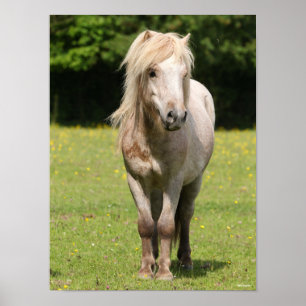 Bob Langrish Shetland Pony Permanent Poster