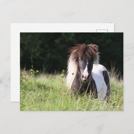Bob Langrish | Shetland Stallion in Grass Briefkaart (Voorkant / Achterkant)