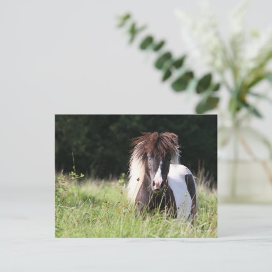 Bob Langrish | Shetland Stallion in Grass Briefkaart (Staand voorkant)