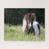 Bob Langrish | Shetland Stallion in Grass Legpuzzel (Horizontaal)