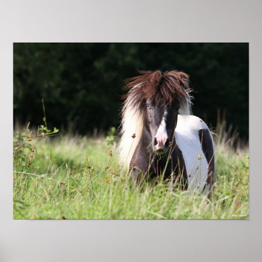 Bob Langrish | Shetland Stallion in Grass Poster (Voorkant)