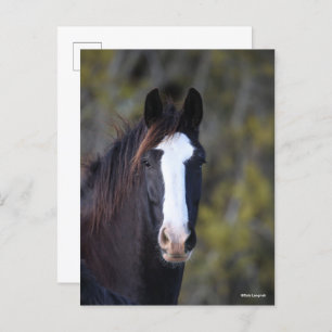Bob Langrish Shire Horse Headshot Briefkaart