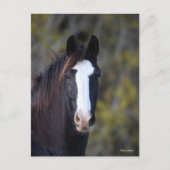 Bob Langrish | Shire Horse Headshot Briefkaart (Voorkant)