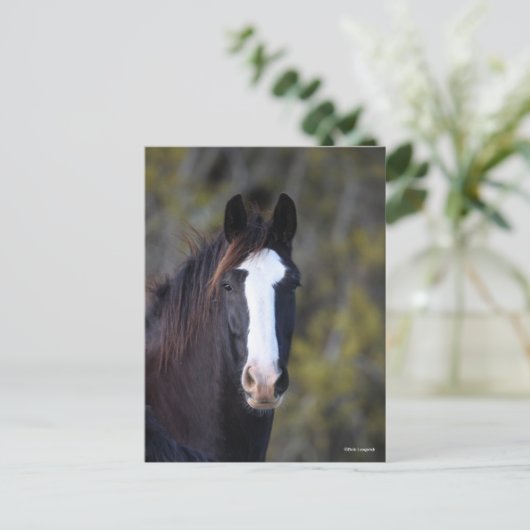 Bob Langrish | Shire Horse Headshot Briefkaart (Staand voorkant)