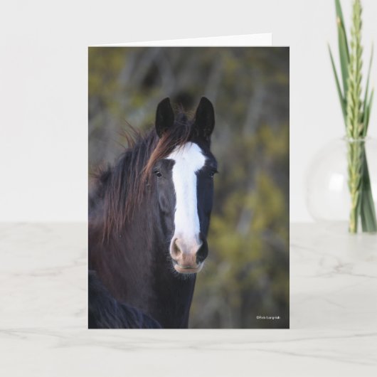 Bob Langrish | Shire Horse Headshot Kaart (Voorkant)
