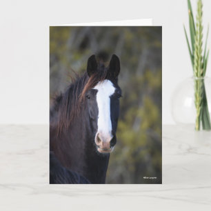Bob Langrish Shire Horse Headshot Kaart