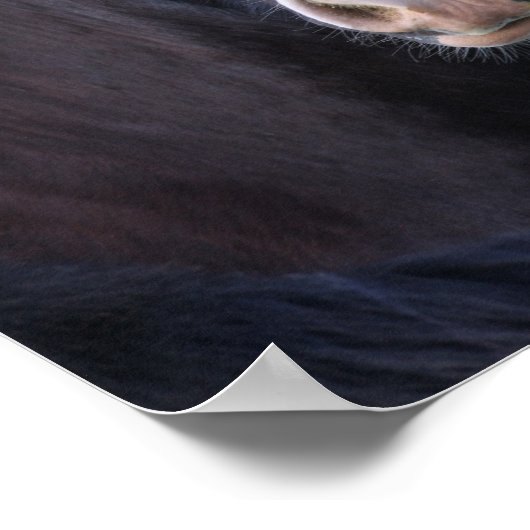 Bob Langrish | Shire Horse Headshot Poster (Hoek)