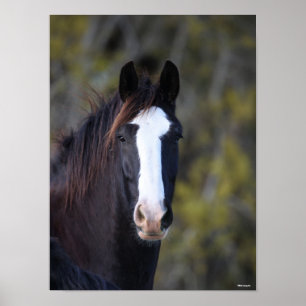 Bob Langrish Shire Horse Headshot Poster