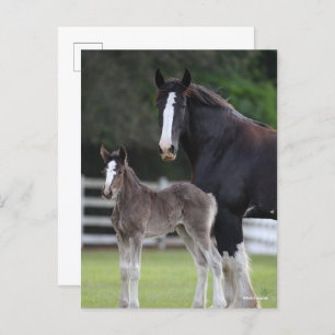 Bob Langrish Shire Horse Mare and Foal Standing Briefkaart
