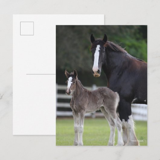 Bob Langrish | Shire Horse Mare and Foal Standing Briefkaart (Voorkant / Achterkant)