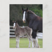 Bob Langrish | Shire Horse Mare and Foal Standing Briefkaart (Voorkant)