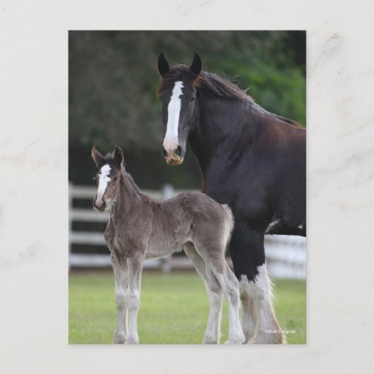 Bob Langrish | Shire Horse Mare and Foal Standing Briefkaart (Voorkant)