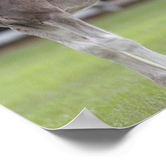 Bob Langrish | Shire Horse Mare and Foal Standing Poster (Hoek)