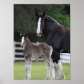 Bob Langrish | Shire Horse Mare and Foal Standing Poster (Voorkant)