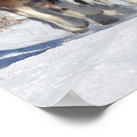 Bob Langrish | Sneeuwbeslag Poster (Hoek)