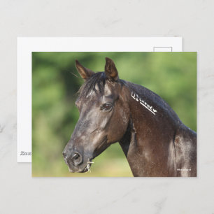 Bob Langrish   Spaans Mustang Mare Headshot Briefkaart