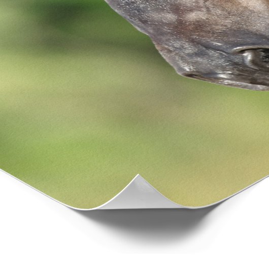 Bob Langrish | Spaans Mustang Mare Headshot Poster (Hoek)