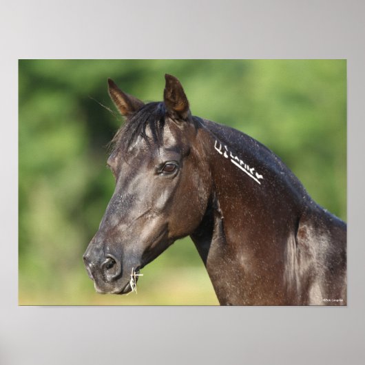 Bob Langrish | Spaans Mustang Mare Headshot Poster (Voorkant)