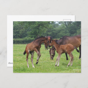 Bob Langrish Sport Horse Foals Paling Briefkaart