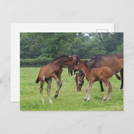 Bob Langrish | Sport Horse Foals Paling Briefkaart (Voorkant / Achterkant)