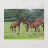 Bob Langrish | Sport Horse Foals Paling Briefkaart (Voorkant)