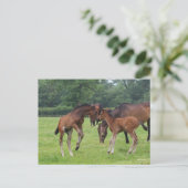 Bob Langrish | Sport Horse Foals Paling Briefkaart (Staand voorkant)