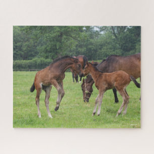 Bob Langrish   Sport Horse Foals Paling Legpuzzel