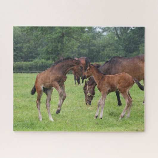 Bob Langrish | Sport Horse Foals Paling Legpuzzel (Horizontaal)