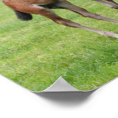 Bob Langrish | Sport Horse Foals Paling Poster (Hoek)