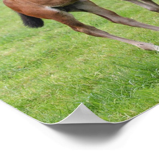 Bob Langrish | Sport Horse Foals Paling Poster (Hoek)