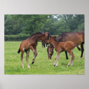 Bob Langrish   Sport Horse Foals Paling Poster