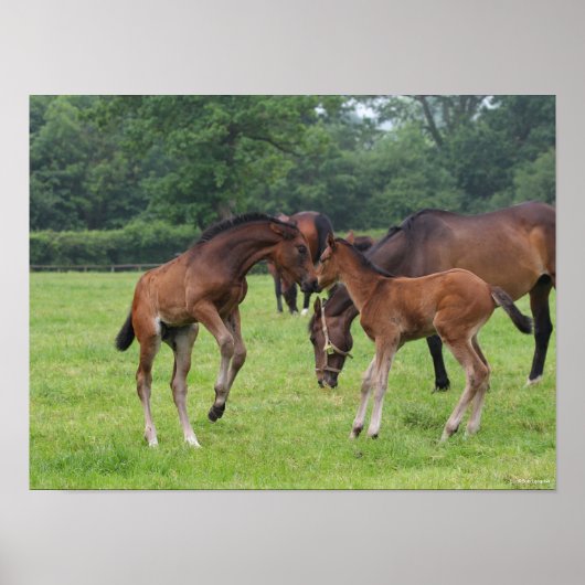 Bob Langrish | Sport Horse Foals Paling Poster (Voorkant)