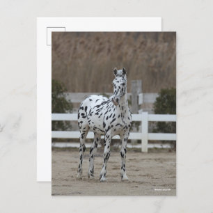 Bob Langrish   Spotty Appaloosa Friesian Standing Briefkaart