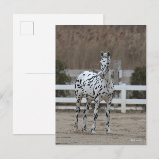 Bob Langrish | Spotty Appaloosa Friesian Standing Briefkaart (Voorkant / Achterkant)