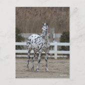 Bob Langrish | Spotty Appaloosa Friesian Standing Briefkaart (Voorkant)